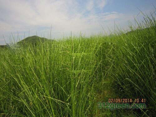 1490582677925922.jpg 1.jpg